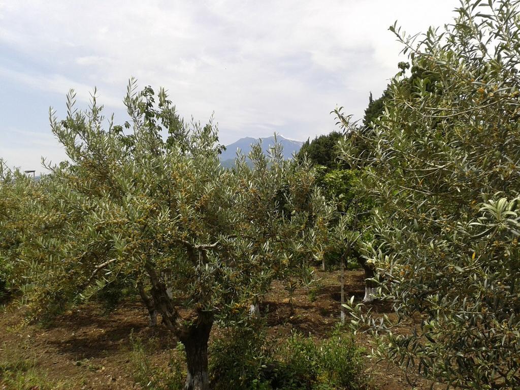Villa Etna Piedimonte Etneo Eksteriør billede